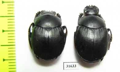 Deltochilum furcatum  Argentina - INSECTS-STORE.RU