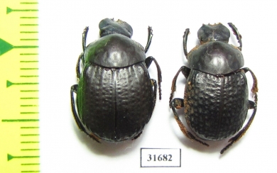 Deltochilum irroratum  Argentina - INSECTS-STORE.RU