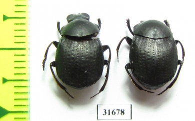 Deltochilum morbillosum  Argentina - INSECTS-STORE.RU