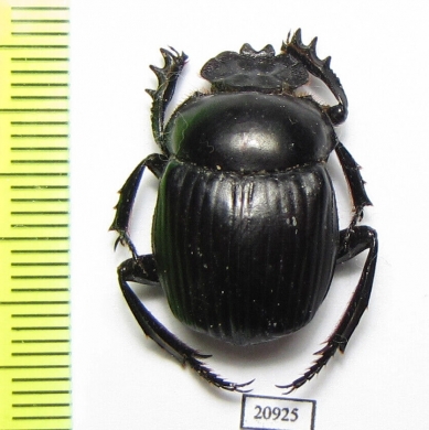 Malagoniella astynax  Argentina - INSECTS-STORE.RU