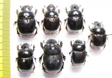 Scarabaeinae sp.  Bolivia - INSECTS-STORE.RU