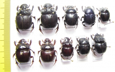 Scarabaeinae sp.  Peru - INSECTS-STORE.RU