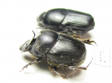 Onthophagus sp.  South Africa Rep. - INSECTS-STORE.RU
