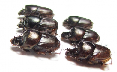 Scarabaeinae sp.  Thailand - INSECTS-STORE.RU