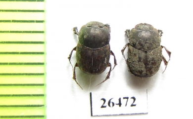 Caccobius sordidus  Russia, Far East - INSECTS-STORE.RU