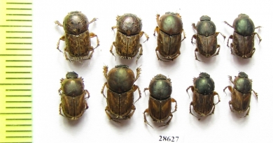 Euoniticellus pallipes, E.fulvus  Russia, Ingushetia reg. - INSECTS-STORE.RU