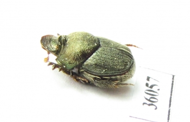 Onthophagus aeruginosus  Congo - INSECTS-STORE.RU