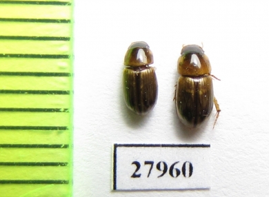 Aphodiinae sp.  Angola - INSECTS-STORE.RU