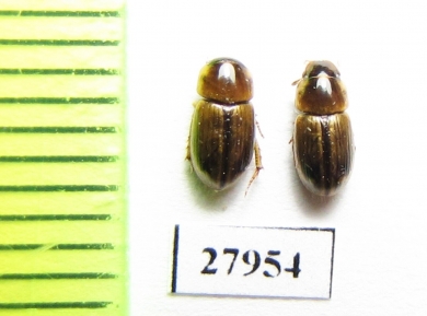 Aphodiinae sp.  Angola - INSECTS-STORE.RU