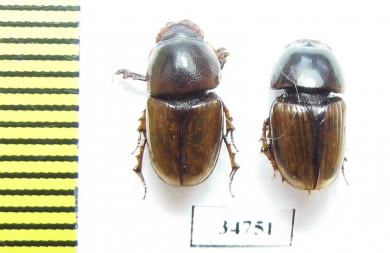 Aphodiinae sp.  Ethiopia - INSECTS-STORE.RU