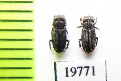 Aphodiinae sp.  Malaysia, Borneo - INSECTS-STORE.RU
