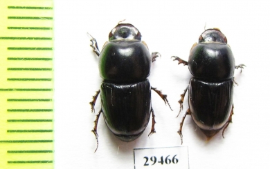 Aphodiinae sp.  Togo - INSECTS-STORE.RU