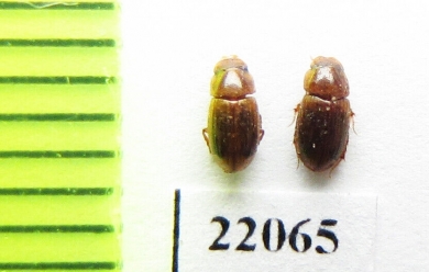 Aphodiinae sp.  Zambia - INSECTS-STORE.RU