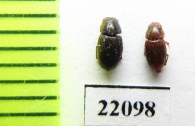 Aphodiinae sp.  Zambia - INSECTS-STORE.RU