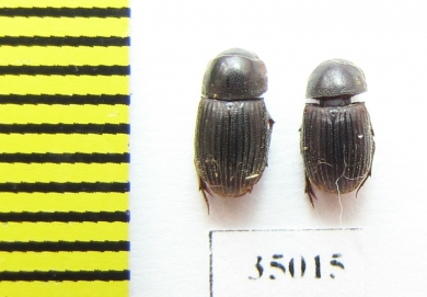 Aphodiinae sp.  Peru - INSECTS-STORE.RU
