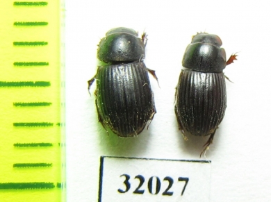 Aphodiinae sp.  Peru - INSECTS-STORE.RU