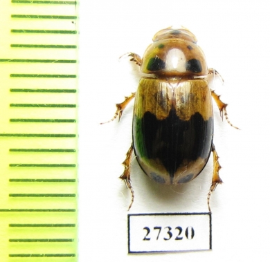Aphodiinae sp.  South Africa Rep. - INSECTS-STORE.RU