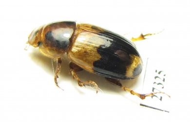 Aphodiinae sp.  South Africa Rep. - INSECTS-STORE.RU