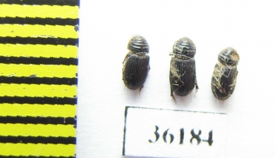 Aphodiinae sp.  Thailand - INSECTS-STORE.RU