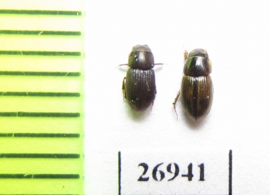 Aphodiinae sp.  Vietnam - INSECTS-STORE.RU