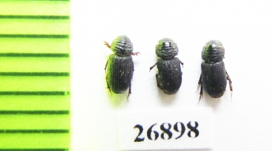 Aphodiinae sp.  Vietnam - INSECTS-STORE.RU