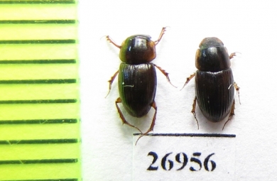 Aphodiinae sp.  Vietnam - INSECTS-STORE.RU