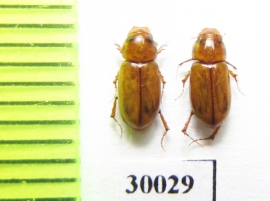 Aphodius bucharicus  Uzbekistan - INSECTS-STORE.RU