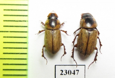 Aphodius gregarius  Kazakhstan - INSECTS-STORE.RU