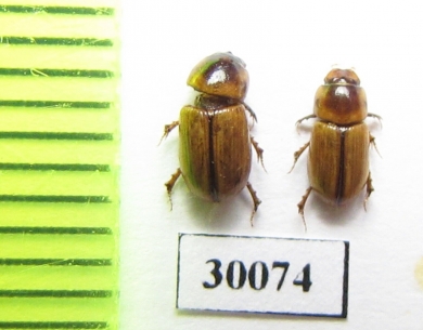 Aphodius lividus  Uzbekistan - INSECTS-STORE.RU