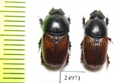 Aphodius scrutator, pair  Russia, Ingushetia reg. - INSECTS-STORE.RU