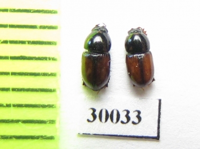 Aphodius spinosus  Uzbekistan - INSECTS-STORE.RU