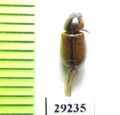 Aphodius wollastoni iranicus  Iran, Hormozgan prov. - INSECTS-STORE.RU
