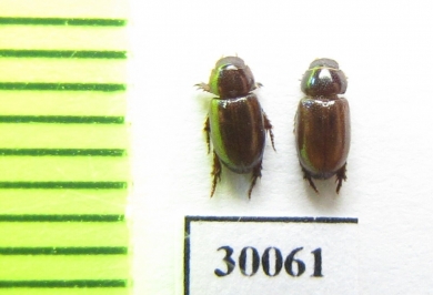 Eremazus unistriatus  Iran, Huzestan prov. - INSECTS-STORE.RU