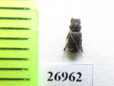Psammodius sp.  Iran, Sistan prov. - INSECTS-STORE.RU