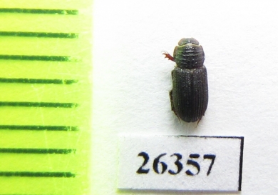 Psammodius sp.  Oman - INSECTS-STORE.RU