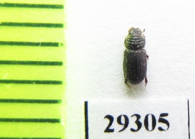 Rhyssemodes sindicus  Afghanistan - INSECTS-STORE.RU