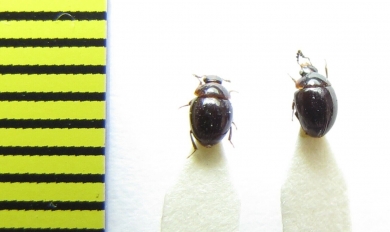 Anisotoma orbicularis  Russia, Tver reg. - INSECTS-STORE.RU