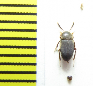 Catops westi  Belorussia - INSECTS-STORE.RU