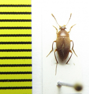 Cholevinus fuscipes securifer  Russia, Astrakhan reg. - INSECTS-STORE.RU
