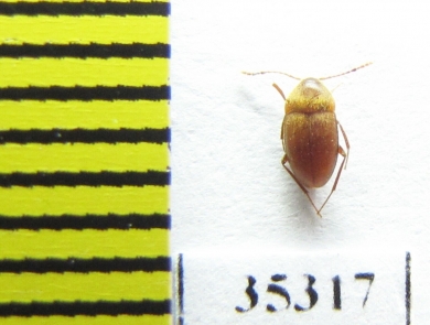 Speonomus speluncarum  France (cave beetle) - INSECTS-STORE.RU