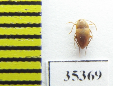 Speonomus stygius  France (cave beetle) - INSECTS-STORE.RU