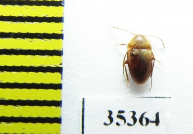 Trapezodirus arcticollis  Spain (cave beetle) - INSECTS-STORE.RU