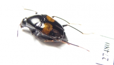 Scaphidiidae sp.  Madagascar - INSECTS-STORE.RU