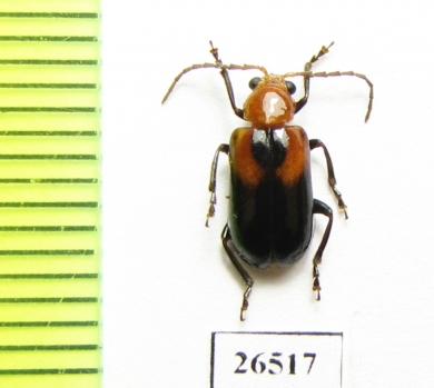 Chrysomelidae sp.  Angola - INSECTS-STORE.RU