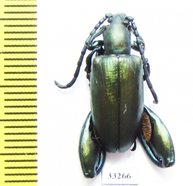 Sagra sp.  Madagascar - INSECTS-STORE.RU