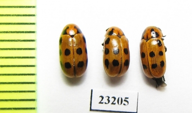 Chrysomelidae sp.  South Africa Rep. - INSECTS-STORE.RU