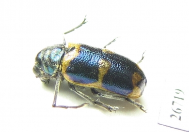 Chrysomelidae sp.  South Africa Rep. - INSECTS-STORE.RU