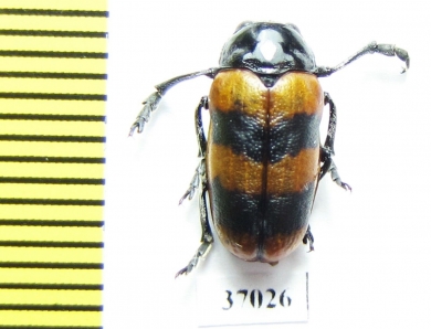 Chrysomelidae sp.  South Africa Rep. - INSECTS-STORE.RU