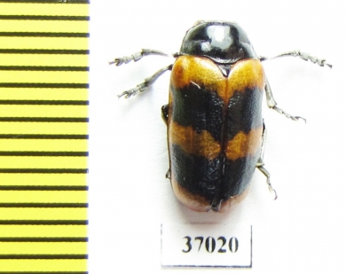 Chrysomelidae sp.  South Africa Rep. - INSECTS-STORE.RU