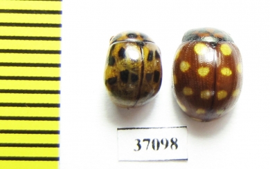 Chrysomelidae sp.  South Africa Rep. - INSECTS-STORE.RU